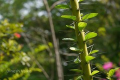 Pereskia grandiflora